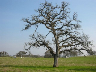 Bare Oak Tree at Edge of Field