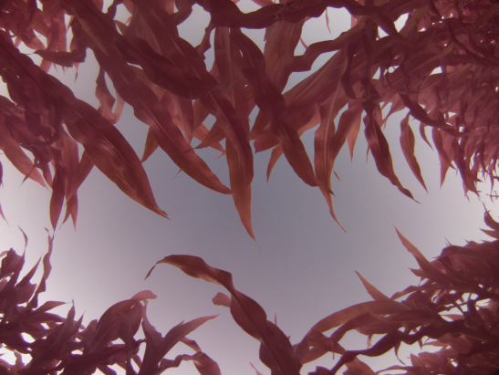 View from an upward looking camera in a corn field