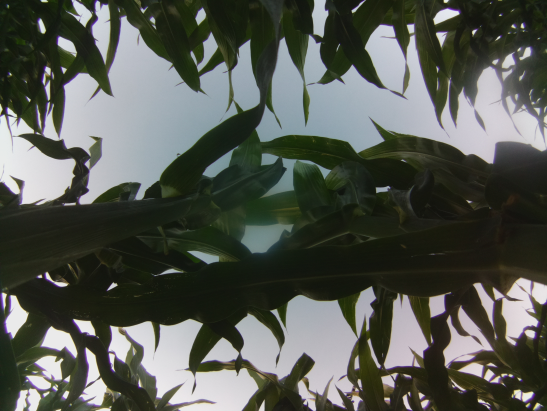 View from upward looking camera placed inline with the corn row