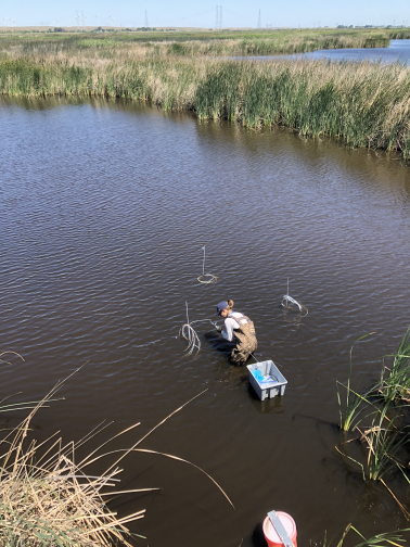 Kyle sampling an open water sipper