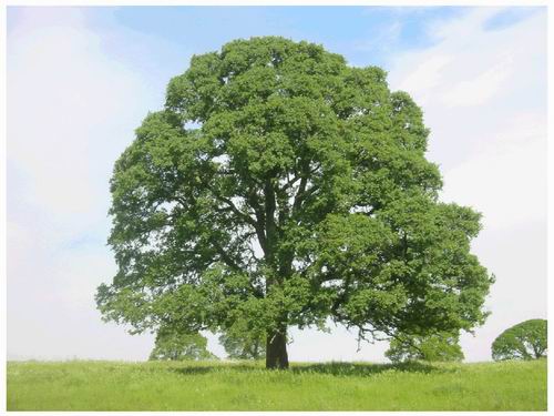 Iconic biometlab oak tree
