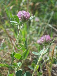 Clover flowers at Vaira