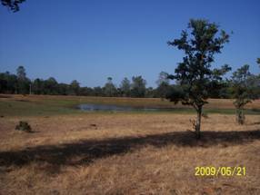 Very low water level in Tonzi pond