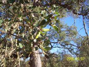 Oak leaves and acorns on a branch