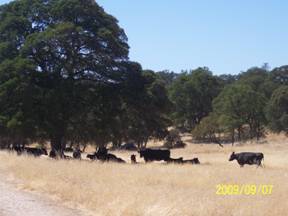 Cows gathered under the big oak tree