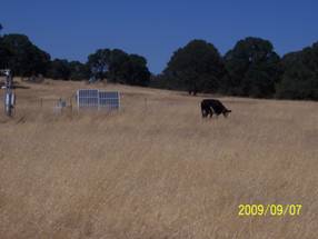 Black cow in brown grass field near Vaira site