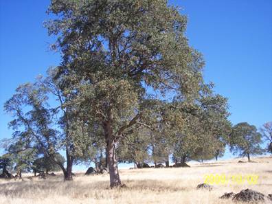 Big oak trees at Varia