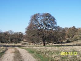 Dirt road and big tree at Vaira