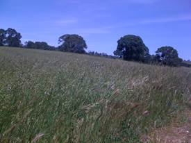 Grasses gone to seed