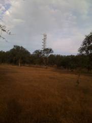 Tonzi tower at dawn