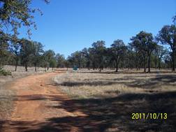 Road, grass and trees at Tonzi