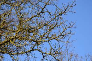 No leaves on the oak branches