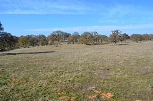 Green field with trees on the far edge