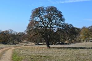 Dirt road and big tree without leaves