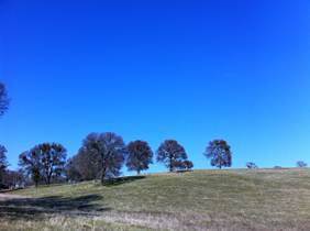 Green grass, bare trees, blue sky