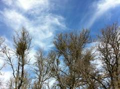 Sky clouds and tops of oak trees