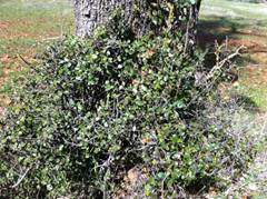 chaparral with green leaves at base of oak tree