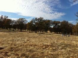 Yellow pasture and cloudy skies