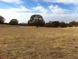 Yellow pasture and cloudy skies and big tree