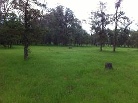 Green grass at oak Savanna