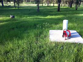 Green grass, well and well gauge at Tonzi