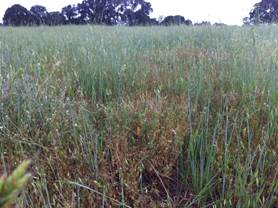 Tall grasses turning brown at Vaira