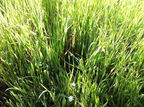 Close up of lush green grass