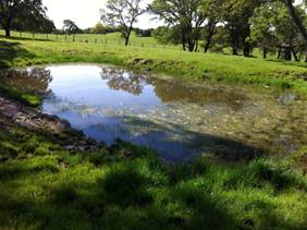 The little pond is full of water