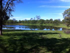 Green grass blue skies and Tonzi pond is full