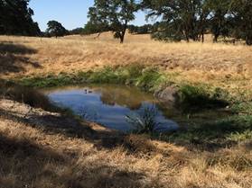 A little water in the small pond