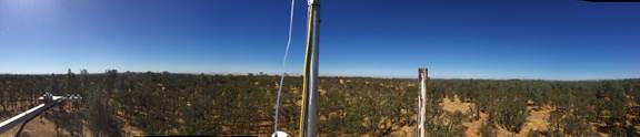 Panorama of oak savanna from tower top