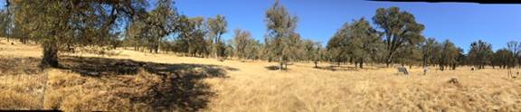 Panorama of oak savanna dead grass