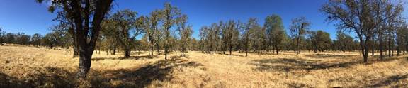 Panorama of oak savanna with dead grass