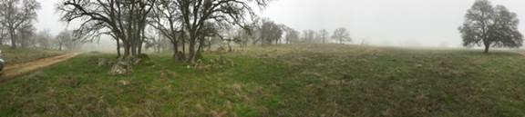 Panorama of foggy oak savanna