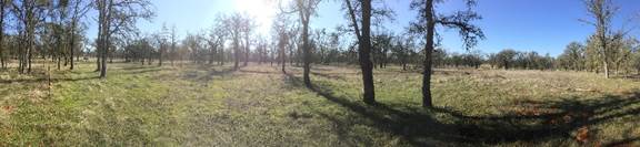 Panorama of oak savanna