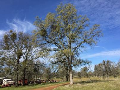 Oak with new leave and blue sky