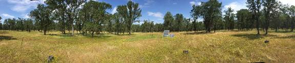 Panorama of the oak savanna near the floor site