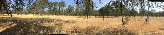 Panorama of the oak savanna