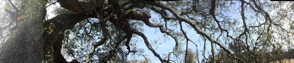 Panorama of oak trunk and branches