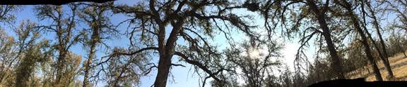 Panorama of the oak canopy