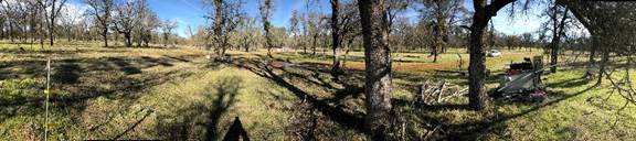 Panorama of new grass at oak savanna