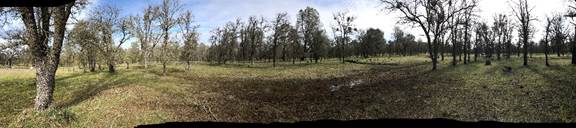 Panorama of new grass at the oak savanna