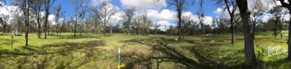 Panorama of green grass at oak savanna