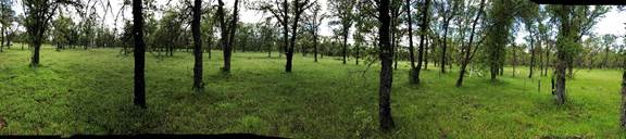 Panorama of the oak savanna under the trees