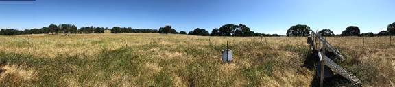 Panorama of Vaira site grasses turning yellow