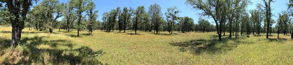 Panorama of the oak savanna