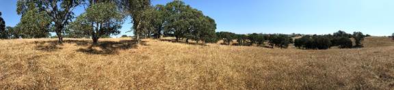 Panorama yellow hills, green trees, blue sky