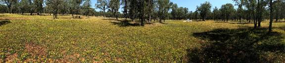 Panorama of the oak savanna