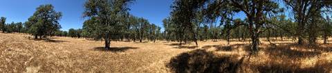 Panorama of the oak savanna yellow grass