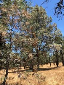 Dead pine needles on small pine